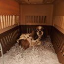 강아지클럽 이미지