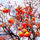 감나무한의원 이미지