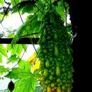 몸사랑농장 이미지