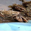 (신리초)멸종 위기 두꺼비, 신리초등학교에서 산란! 이미지
