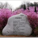 진달래 - 22531 | 진달래