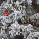 미국에서 촬영된 현실판 앵그리 버드 이미지