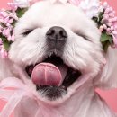 봉구네사진관 - 화성시 삼성1로 160 | 봉구네사진관