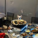 논현 켄넬 이미지