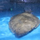 남해싱싱대게 이미지