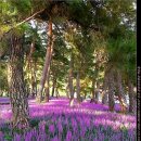 문장대 야영장 이미지