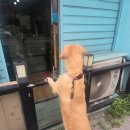 대형견 이발소 이미지