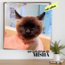 무마취 고양이 미용실 반할고양 이미지
