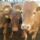 음메소농장 이미지