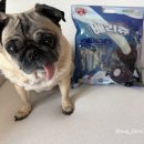 봄덴탈 | 강아지덴탈껌 슈퍼포우베리츄후기! 코스트코에서 만날 수 있는 대용량 가성비 개껌