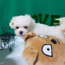 더폼나고 더폼나개 이미지