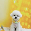 구미산동 애견미용 눈부시개 이미지