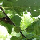 은행농장 이미지