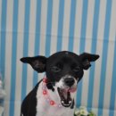 스누피 펫살롱 이미지