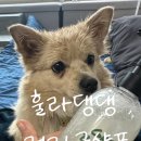 강아지샴푸추천 훌라댕댕 그린배리어 저자극 샴푸 후기