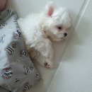 겨우리애견 | 강아지 반려견 입양하기 배변훈련 사회화훈련, 말티즈 성장일기