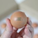 수란농장 이미지