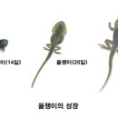 올챙이