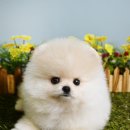 스카이윙 이미지