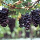 포도약국 이미지