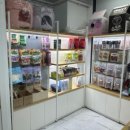 리얼독스 강아지분양 일산본점 이미지