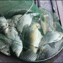 봉재 낚시터 이미지