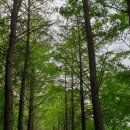 송정메타세콰이어길 이미지