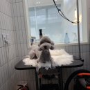 정샘 동물병원 이미지