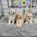 아리랑밸리켄넬 이미지