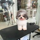 케이독 ST 이미지