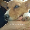 바둑이농장 이미지