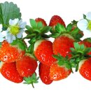 상모농장 이미지