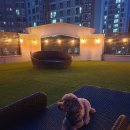 댕댕댕 애견유치원 이미지