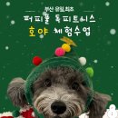 탑클래스 퍼피 | [부산독피트니스] 퍼피풀 1:1 프라이빗 체험 수업 - 푸들 '호야'