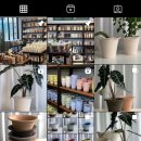 로자리안 이미지