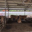 안산목장 이미지