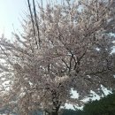 삼척 벚꽃동산 맹방 유채축제 이미지