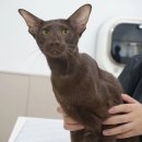 코냥코냥 이미지