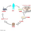 [소식] IPS 세포에서 간편하고 고효율의 골격근 분화 유도법 개발 - 나고야 대학 연구중 이미지