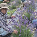 부안농장 | [부안 허브농장 체험후기] 라벤더꽃이 주는 마법 같은 하루