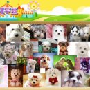 강아지마을 이미지