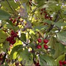 신장농장 이미지