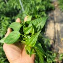 당뇨환우에게 희소식-유기농 살리초고추잎, 홍고추 수확 이미지