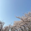 정독도서관 | 정독도서관 벚꽃 실시간 개화, 방문 솔직후기(주차, 포토존, 꿀팁)