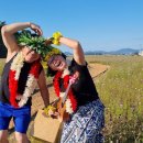 진도울돌목주말장터 이미지