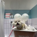 스타애견샵 이미지