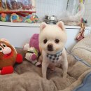 모모펫그루머 이미지