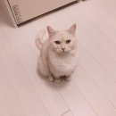 동탄동물병원 | 동탄동물병원 추천 고양이 진료