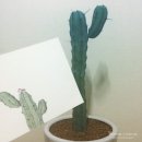 겨울데이트코스 :: 따뜻한 양재꽃시장 데이트 ♥ 커플목도리
