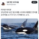 여러분 여러분 37년전에 1년간 범고래들 사이에 유행했던 연어를 모자처럼 쓰기가 다시 시작됐다는 소식. 이미지